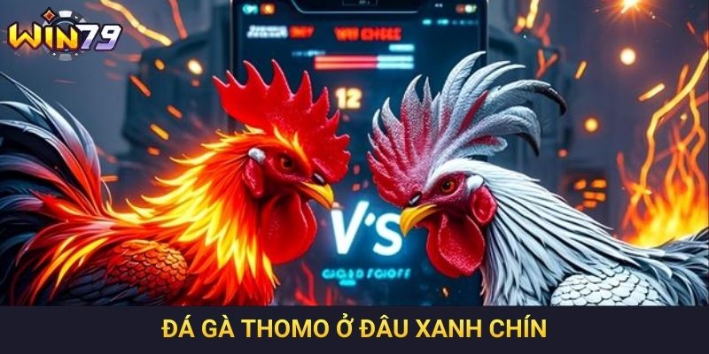 Đá gà Thomo ở đâu xanh chín