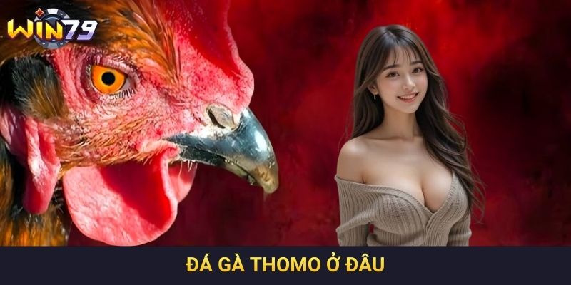 Đá Gà Thomo Ở Đâu - Thông Tin Tổng Quan Cho Người Mới