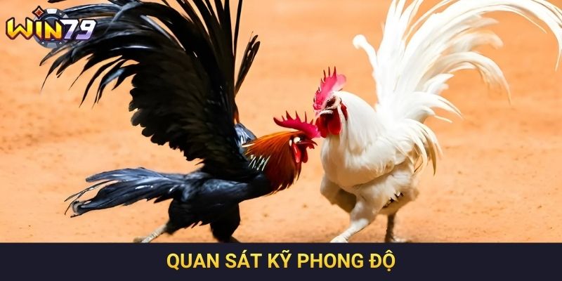 Quan sát kỹ phong độ