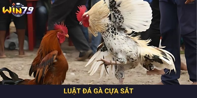 Luật Đá Gà Cựa Sắt Là Gì Và Những Quy Định Cơ Bản