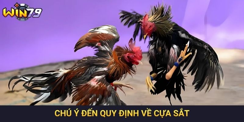 Chú ý đến quy định về cựa sắt